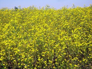 Ethiopian New Year 2008