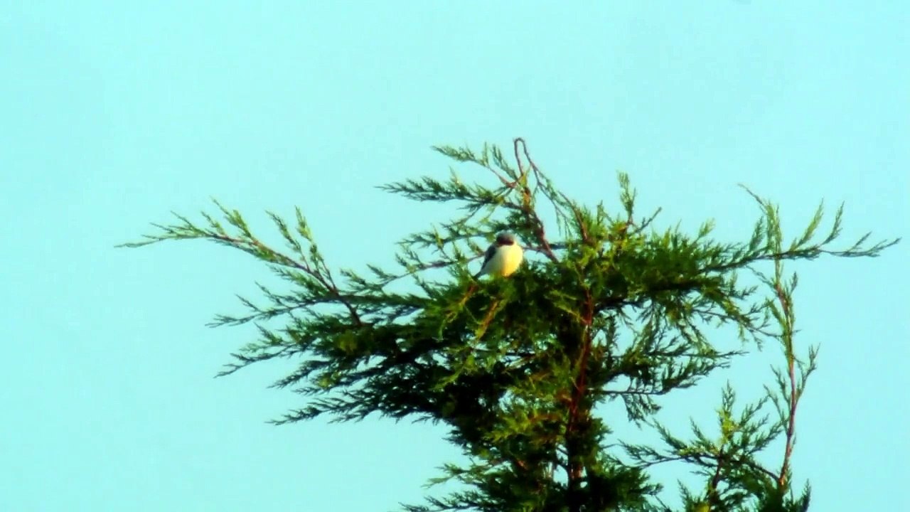 Lesser Grey Shrike, Biggleswade Common, 10 Oct 14