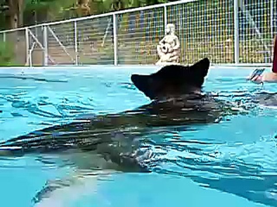 Caesar swimming for the 1st time!
