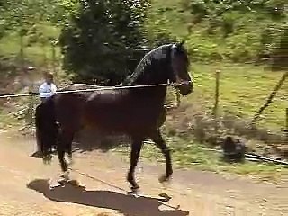Caballo de Paso Fino en Bellas Formas