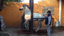 Caballo Español bailando Gunther