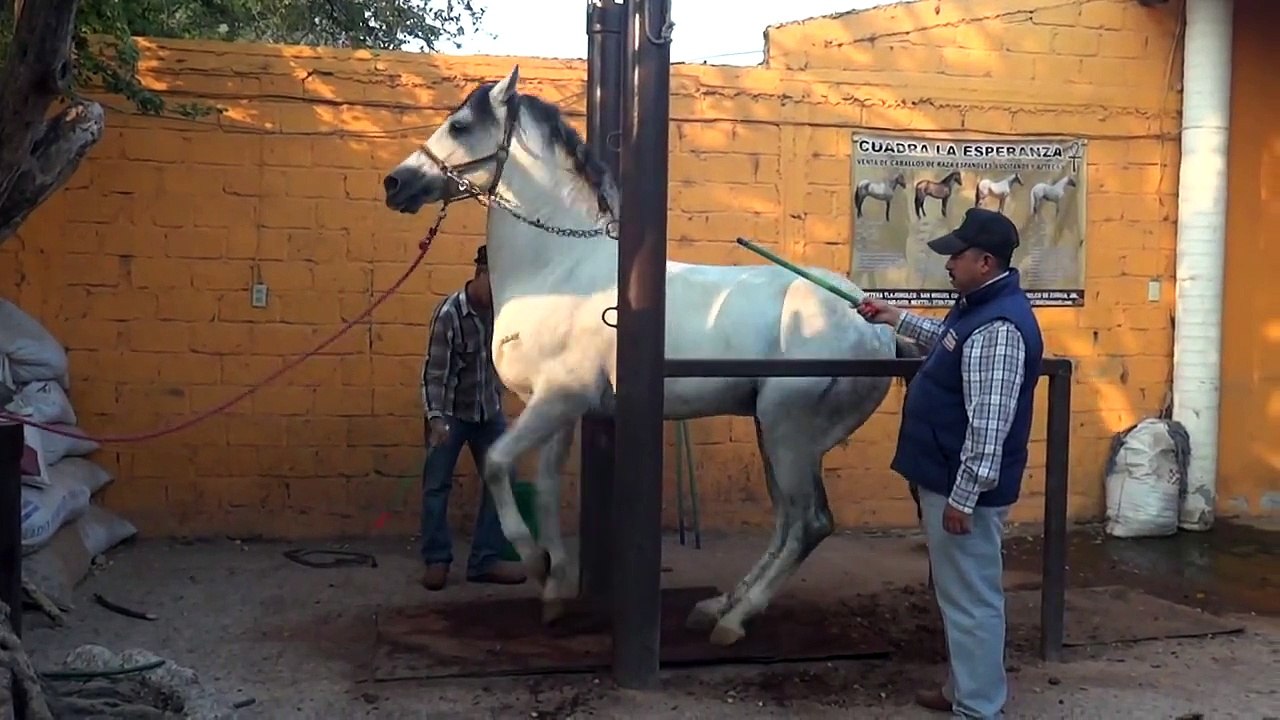 Caballo Español bailando Gunther