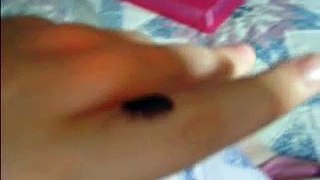 Cute Little Baby Hissing Cockroach