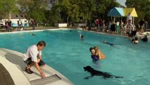 Dogs allowed to swim for once in public pool before draining after summer