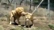 Lions Fight Lioness vs  Lion  Animal Fights   Animal Attacks  Funny  Animal   HD 360p