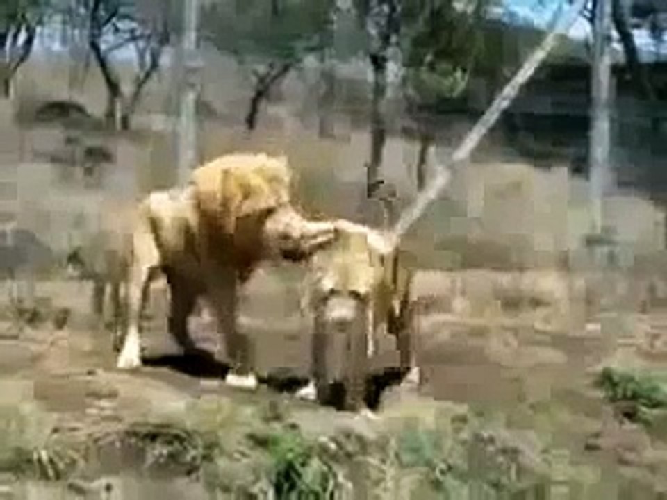 Lions Fight Lioness vs  Lion  Animal Fights   Animal Attacks  Funny  Animal   HD 360p