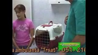 ZelenoTV veterinarska kastracija mačke