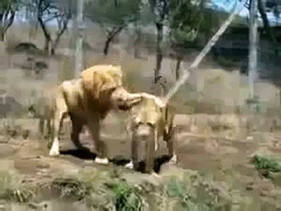Lions Fight Lioness vs Lion Animal Fights, Animal Attacks, Funny Animal   HD