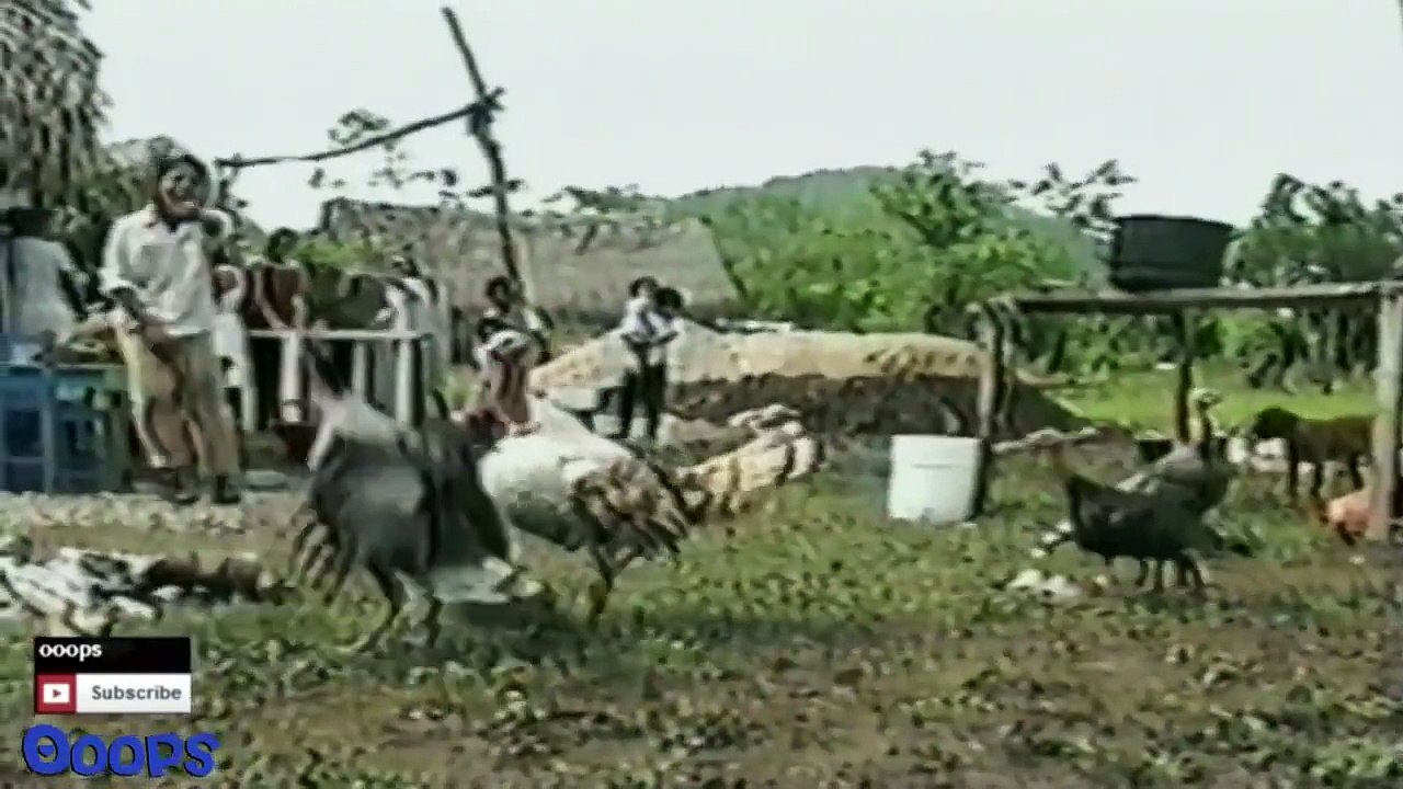 Funny Animals Animal Fights Caught On Tape