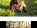 Difference Between Presa Canario And Dogo Canario Video