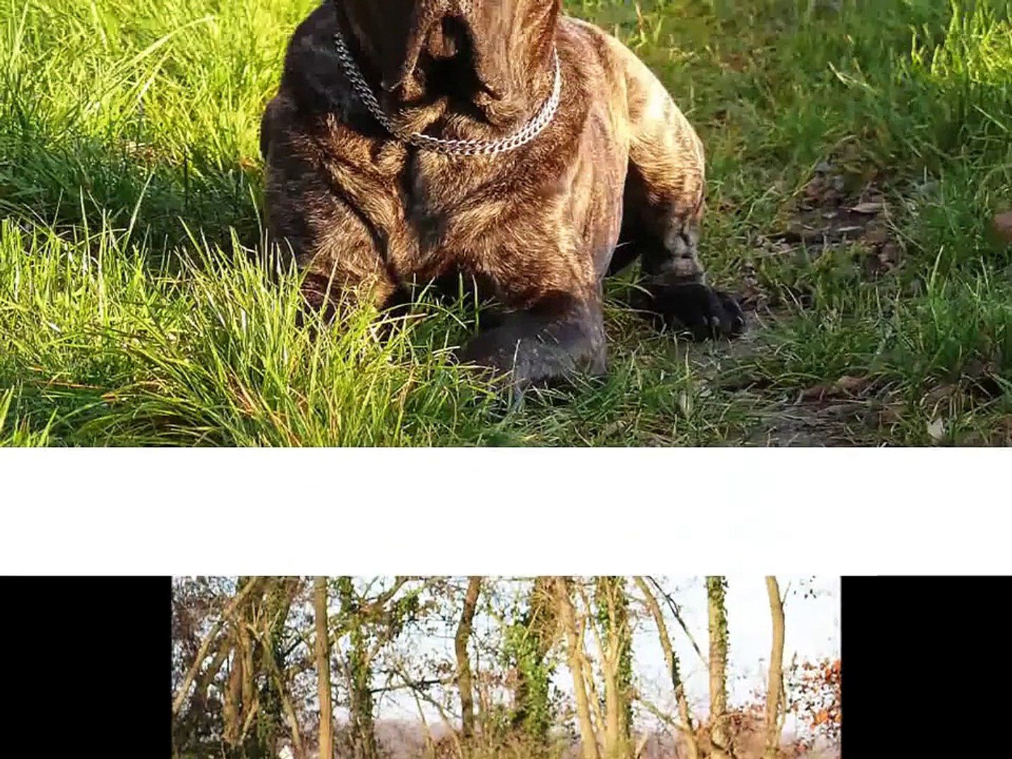 Cane Corso Dogo Canario Mix Mason Video Dailymotion