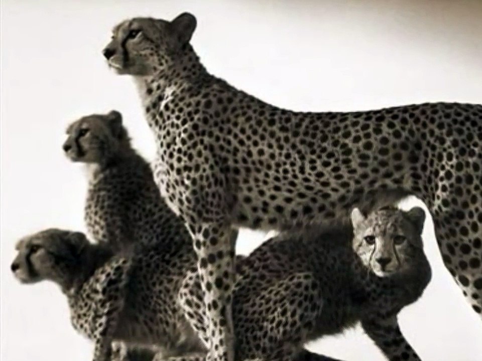 Sufjan Stevens ❝ Come Thou Fount of Every Blessing ❞