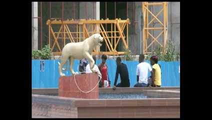 Franco & OK Jazz: Siluvangi Wapi Accordeon