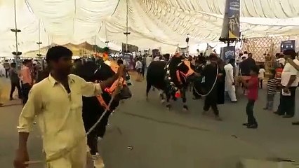 mashallah ye janwar kitna pyara hy
