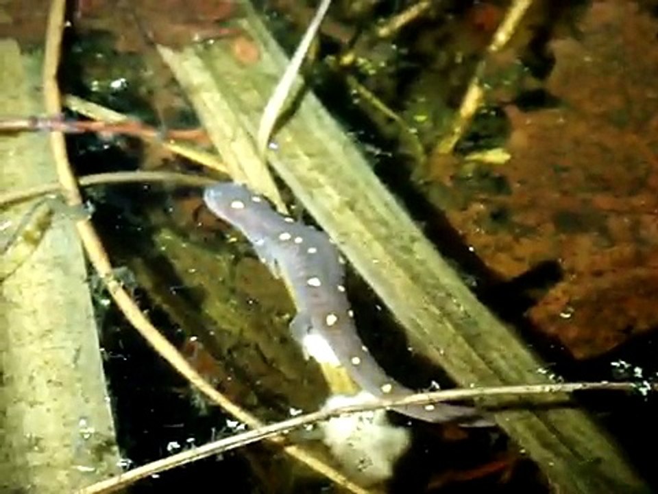 Spotteds Salamander (Ambystoma maculatum) Laying eggs