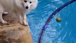 Japanese Spitz tries to get tennis ball out of swimming pool