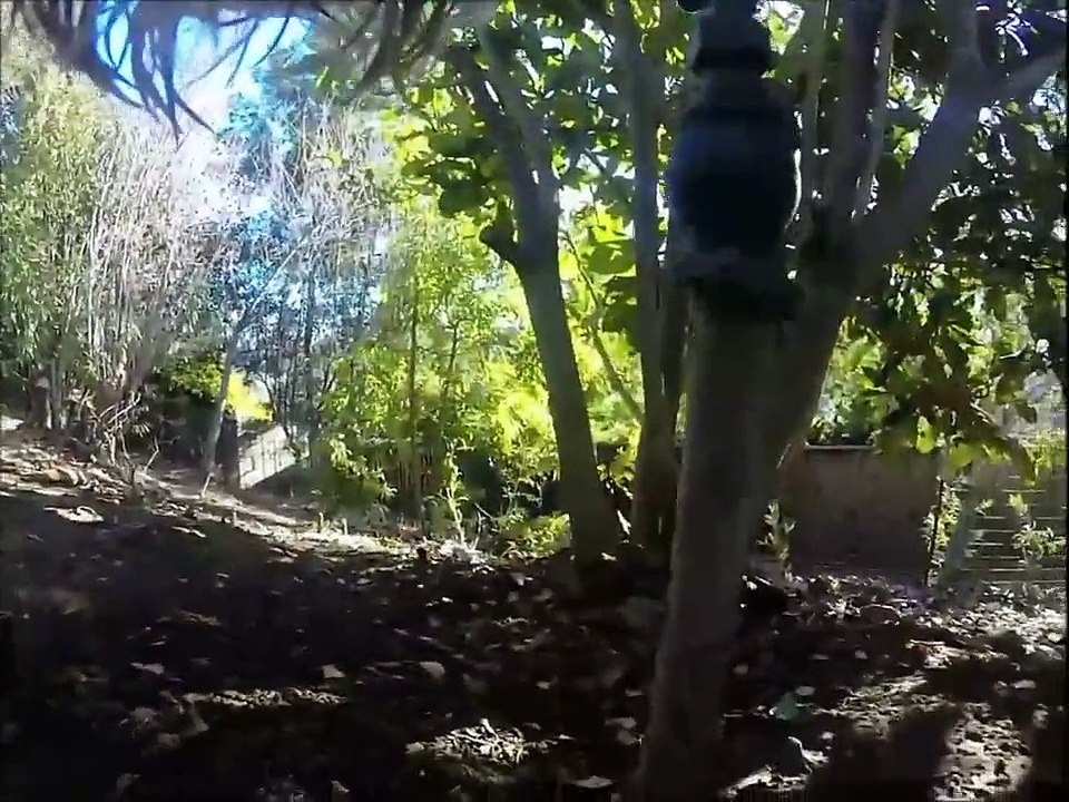 Max's Big Adventure- Schnauzer on patrol