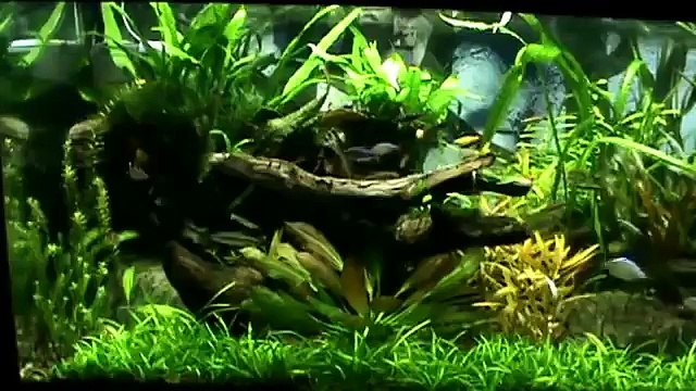 75 Gallon Planted Community Tank - One Year Update