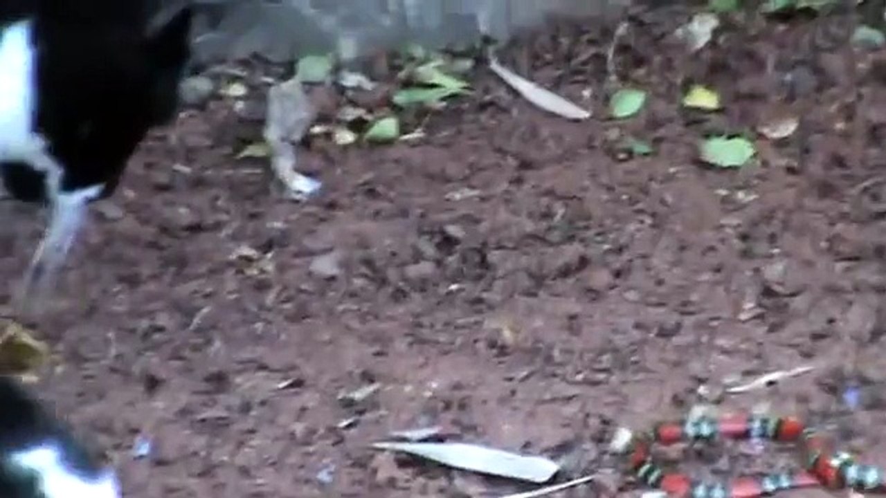 GATO  E UMA  COBRA CORAL