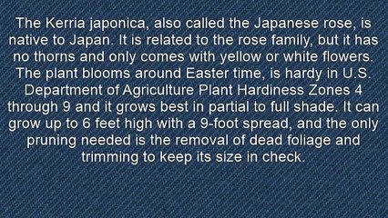 How-To Prune A Kerria Japonica