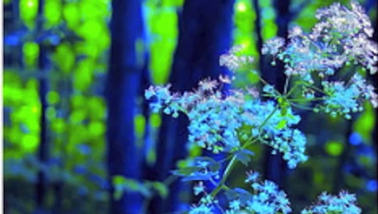 Free Healing Meditation from Deepak Chopra by NPowerYourMind.com