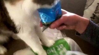 Cat eats like human.