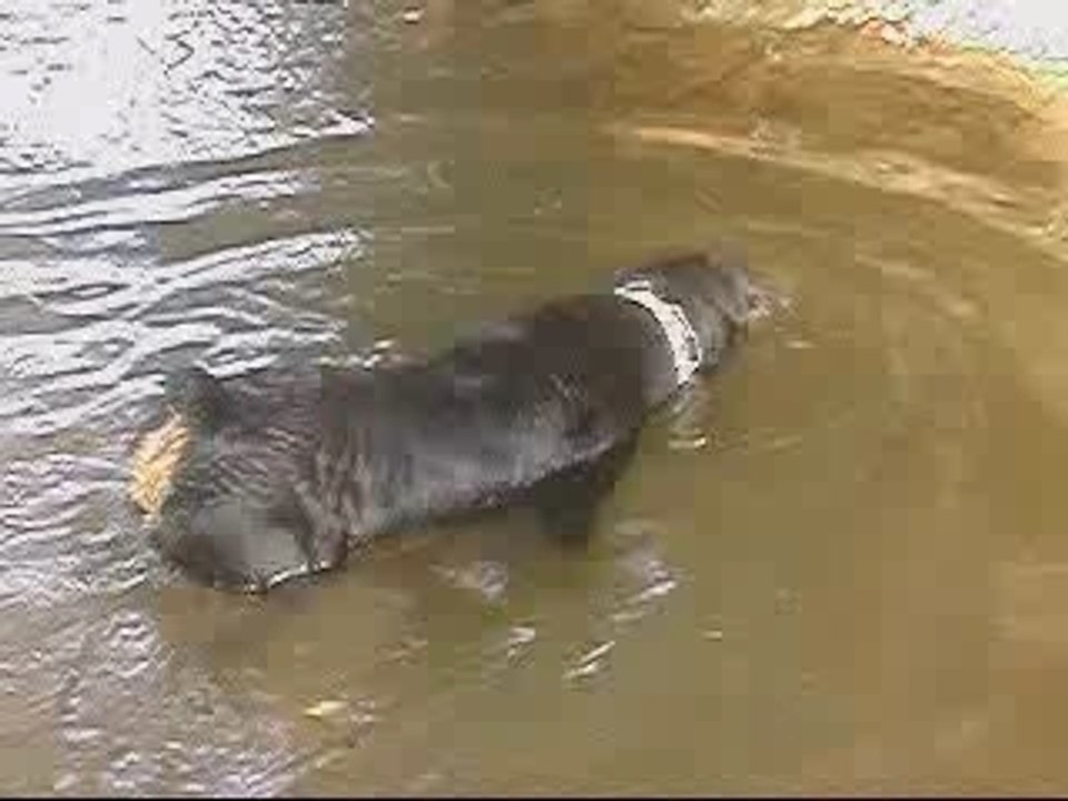 Boss à la rivière avec musique