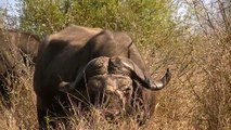 Kruger Park - Cape Buffalo Grazing