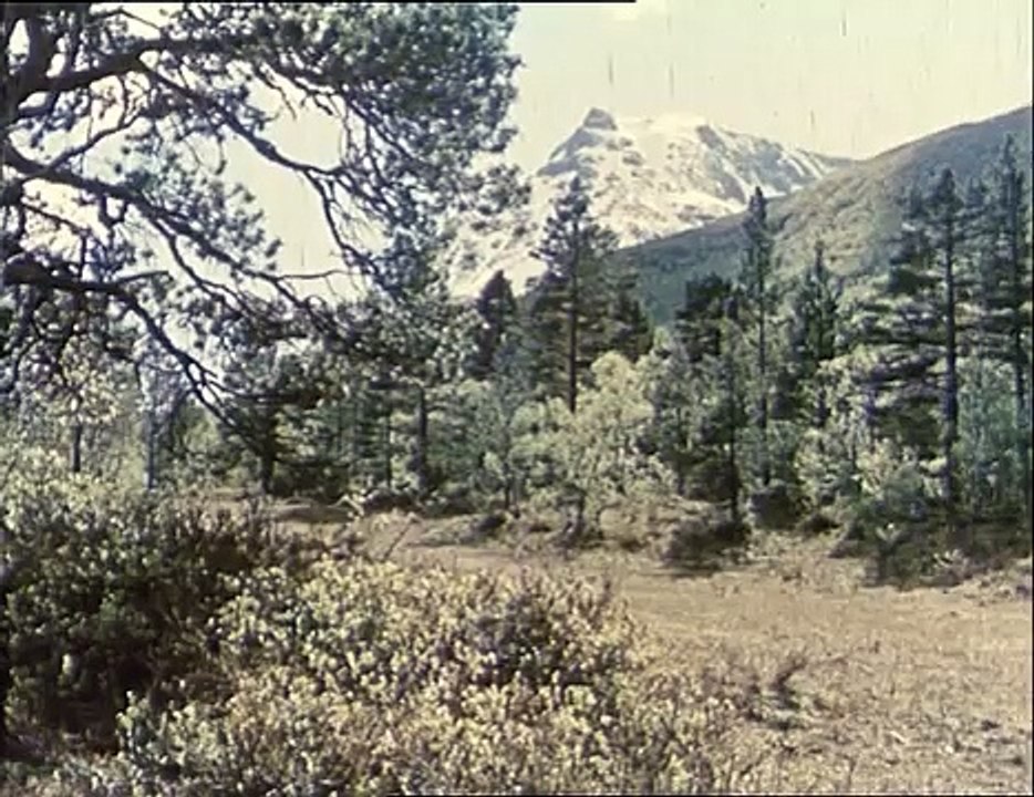 Und ewig singen die Wälder