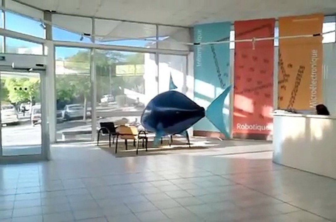 Les requins attaquent le LIRMM