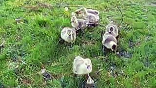 goslings, first day out