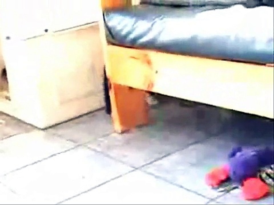 Aly my new puppy - Aly mon nouveau chiot