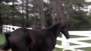 Black Morgan Gelding. Dressage prospect by National Champion GKB Coal Magic