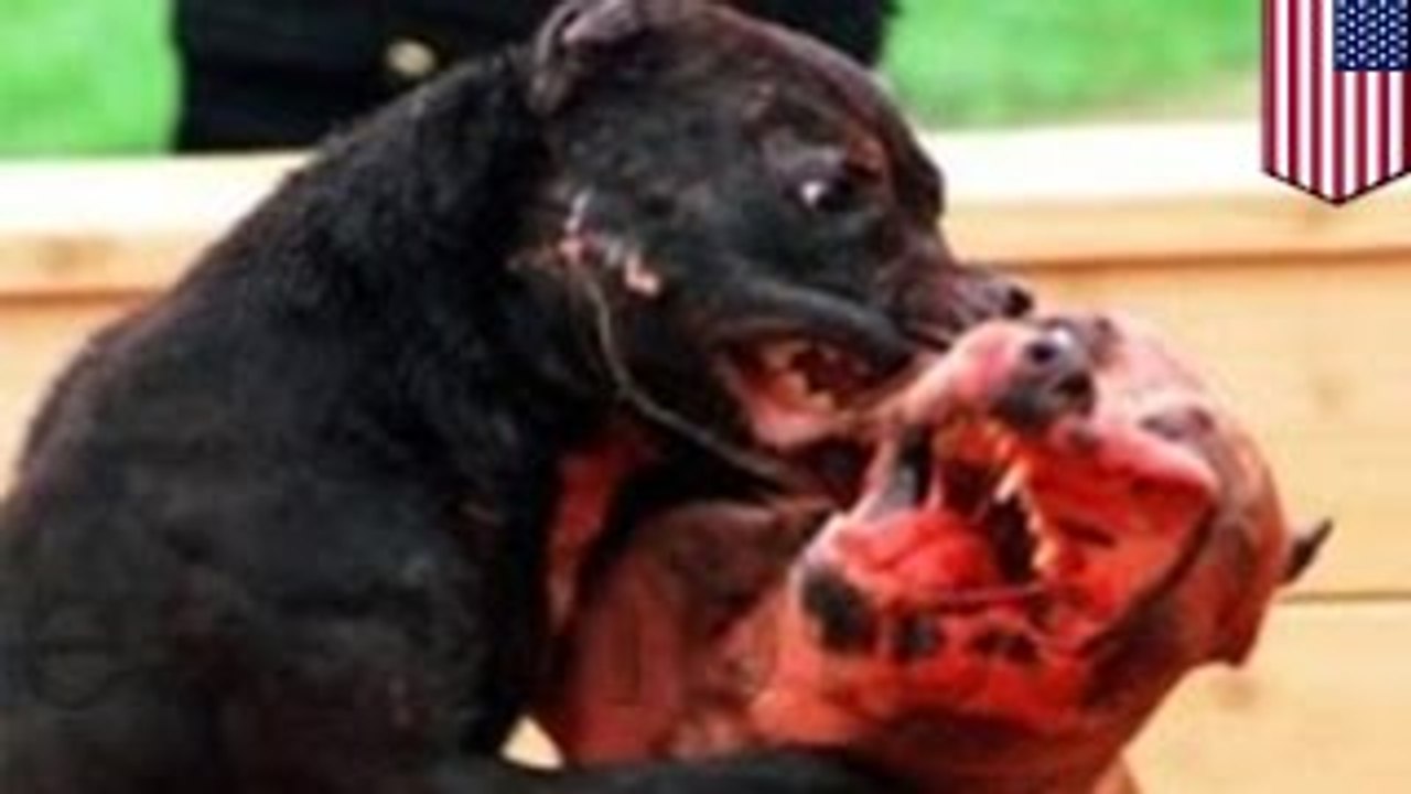 Dog fight: Pit bull owner sues family for $1M dollars after her dogs killed their beagle