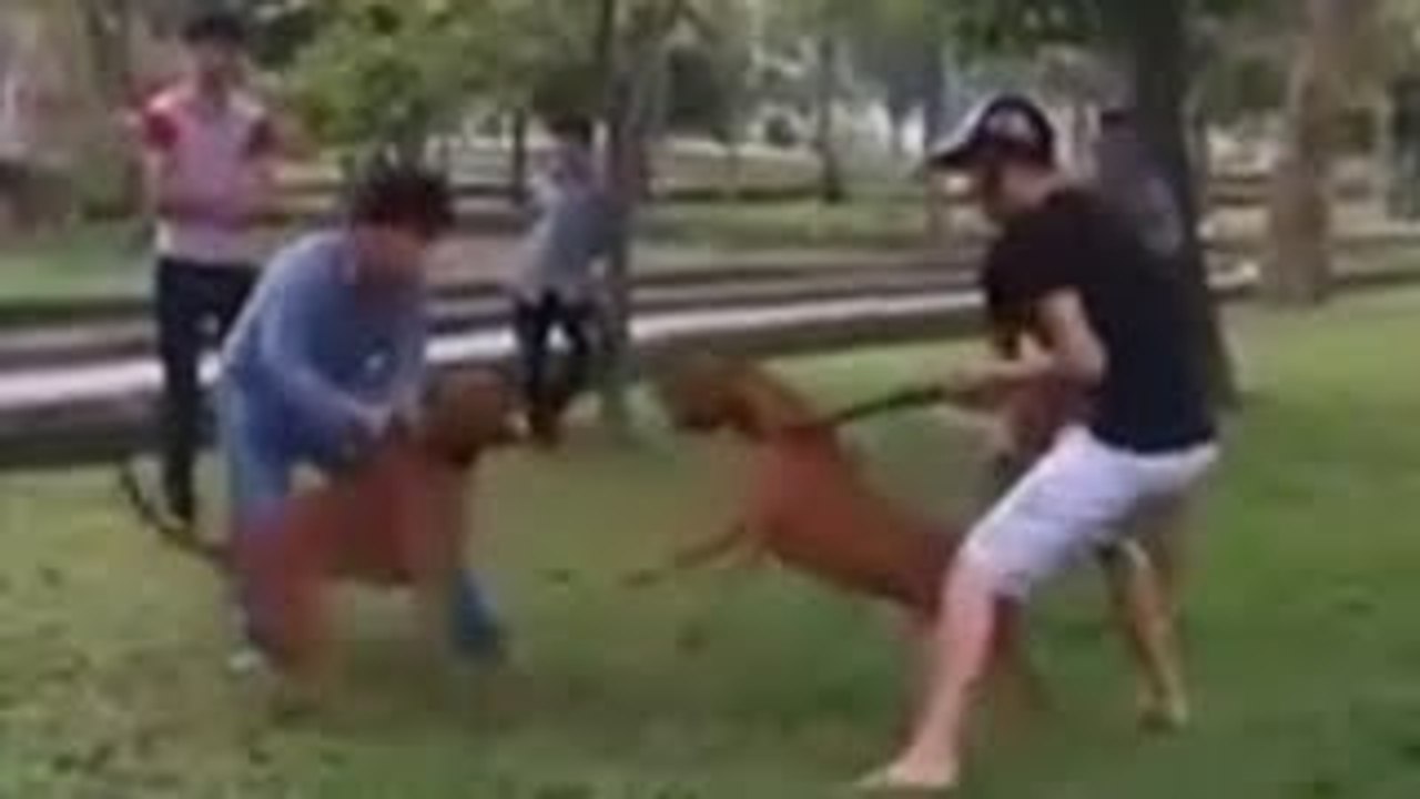 Pit Bull (Bully) Super Funny Dog Fighting