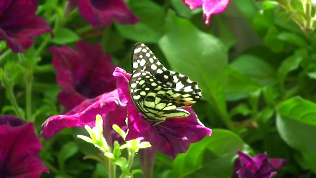 Выставка Бабочек. Потрясающая съемка!