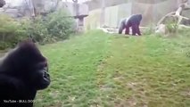 Silverback Gorilla Attacks After Little Girl Pounds Chest — Smashes Three Inch Glass Video
