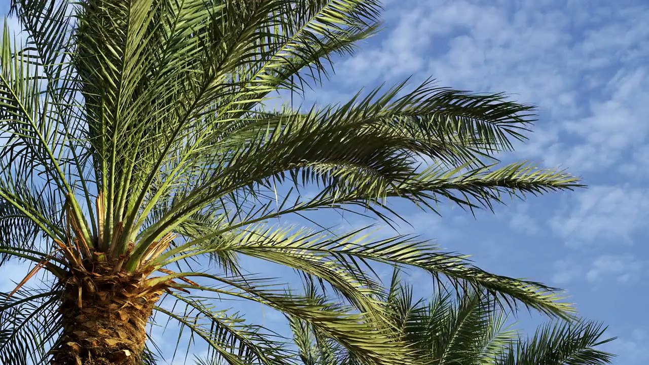 Palm Trees 1