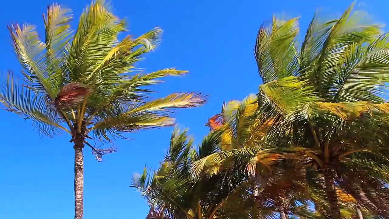 Palm Trees 7