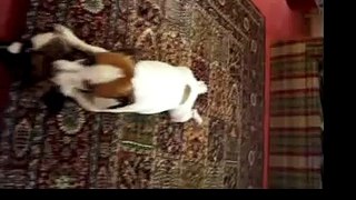 Jack Russell Terrier Duke Dog Loves Mr. Squeaky Duck