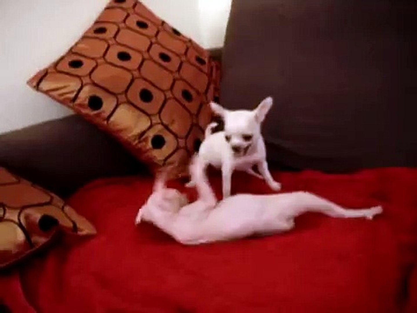 ⁣sphynx kitten and chihuahua puppy playing...