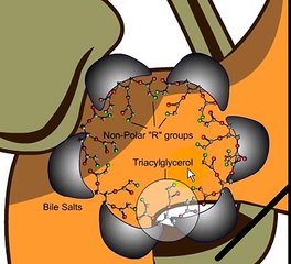 Lipolysis and Beta Oxidation Made Simple