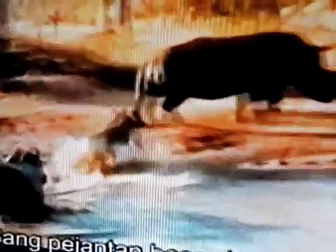 Pets and Animals - Rhino – Elephant - Rhino Elephant - Wild Animal - Wildlife