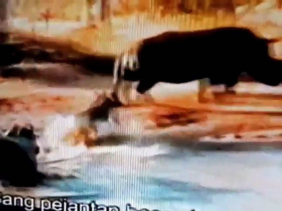 Pets and Animals - Rhino – Elephant - Rhino Elephant - Wild Animal - Wildlife