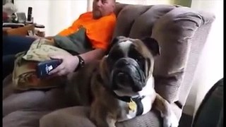 Funny Dog Video: Bulldog 