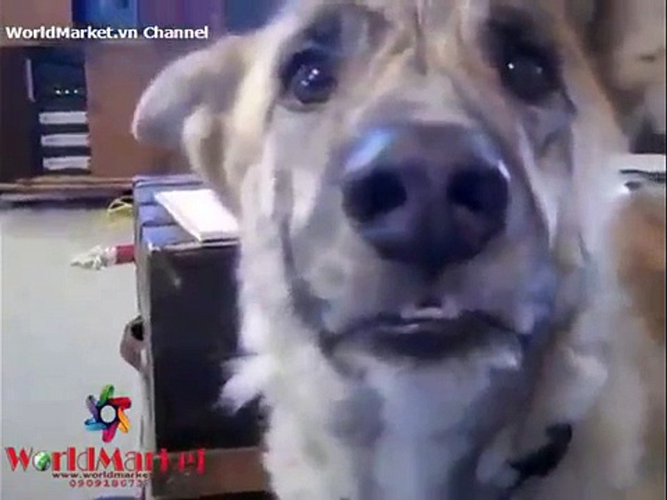 Chú Chó Thông Minh - Chú Chó Biết Nói Và Hiểu Tiếng Người