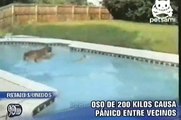 Perrito Labrador salva a su cría de ahogarse