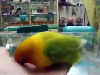 The Moaning Parrot