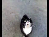 怒ってた猫が急に話しかけて来たけど、ネコ語だからわからない