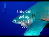 Top 10 Largest Sharks